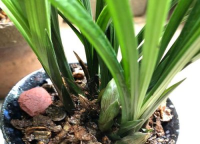 兰花烂根后怎么处理 烂根的兰花如何快速恢复长新根