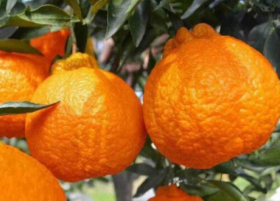 丑橘成熟时间 丑橘什么时候成熟