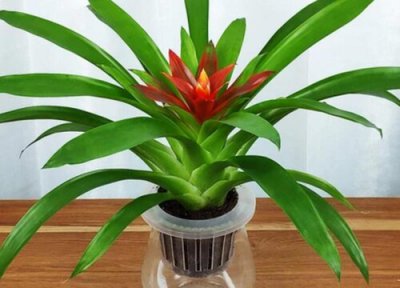 水塔花跟鸿运当头是一种花吗 水塔花象征着什么寓意