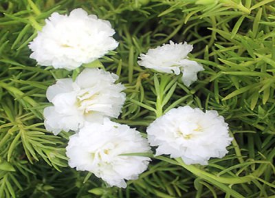 太阳花怎么过冬天 重瓣太阳花越冬养护注意事项