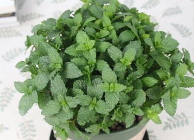 春天薄荷扦插几天生根 薄荷扦插生根最快方法