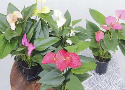 怎么扦插红掌 扦插红掌需要掌握哪些技巧成活率高