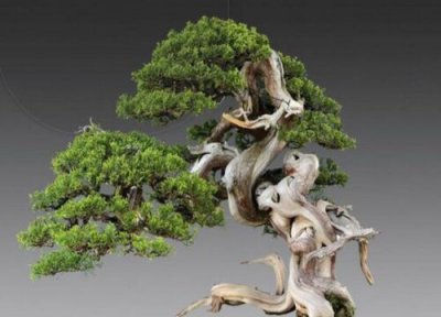 真柏盆景换盆最佳时间 适合的换盆月份与方法