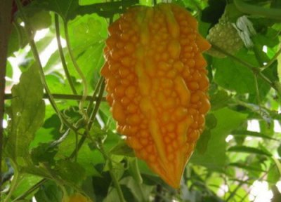 癞瓜播种时间 癞瓜什么时候播种好