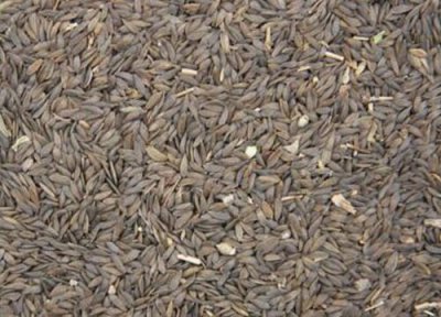 生菜种子怎么育苗 生菜种子怎么种植方法