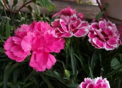 石竹耐寒最低温度要求是几度 冬季在室外过冬会冻死吗