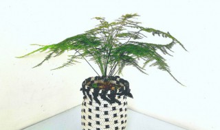 适合养什么竹子盆栽 适合养哪些竹子盆栽