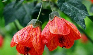 灯笼花叶子干枯怎么救 灯笼花叶子干枯如何救