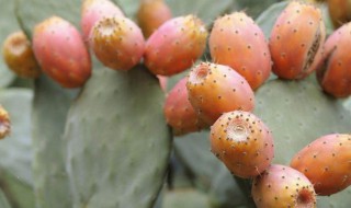 吃仙人掌果的禁忌 仙人掌果的食用禁忌介绍