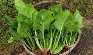 菠菜不能和什么水果一起吃 菠菜不能和哪种水果一起吃