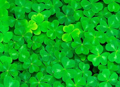 幸运草播种适合时间 幸运草什么时候播种好