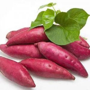 怎么样才能让红薯长得更好 种植红薯用什么肥又大又光滑