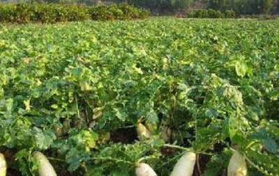 二月份露天种什么蔬菜好 现在2月份种菜大全来了