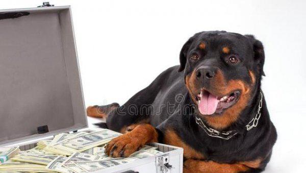 十二生肖赚钱能力排行榜