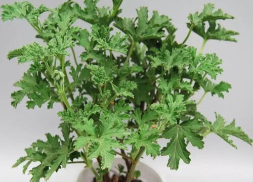 驱蚊草喜阴还是喜阳光的植物