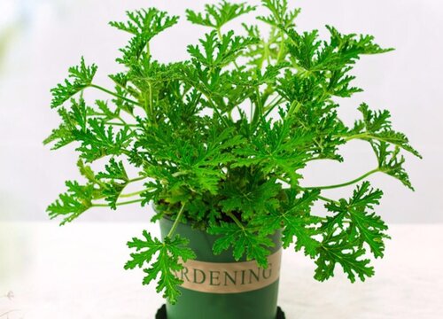 驱蚊草喜阴还是喜阳光的植物