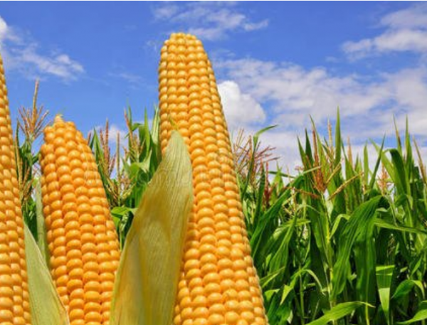 玉米种植技术与管理施肥要点