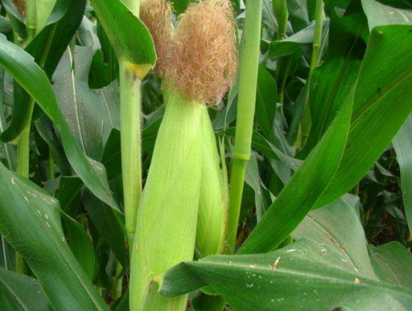 玉米种植技术与管理施肥要点