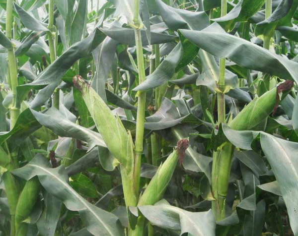 玉米种植技术与管理施肥要点