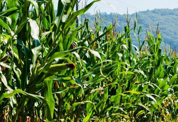 玉米种植技术与管理施肥要点