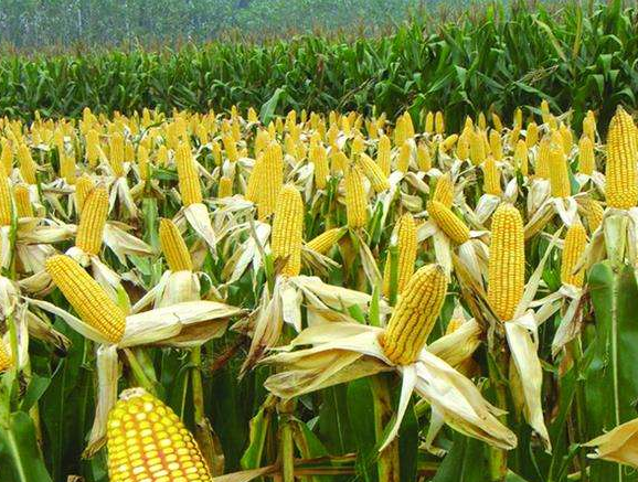 玉米种植技术与管理施肥要点