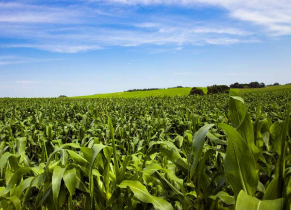 玉米种植技术与管理施肥要点