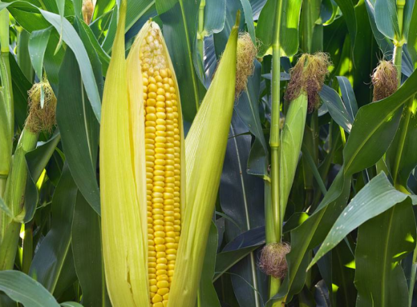 玉米种植技术与管理施肥要点