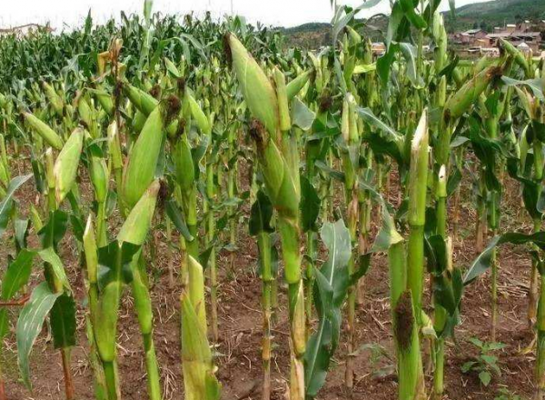 玉米种植技术与管理施肥要点