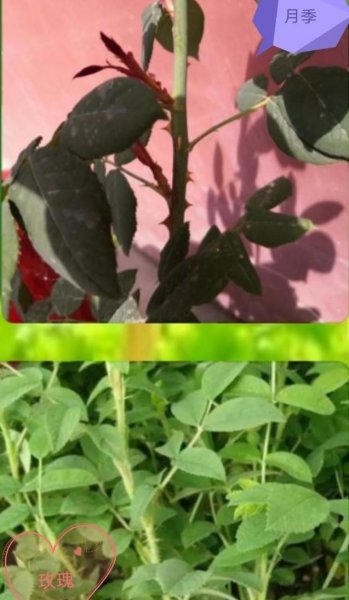 怎么区分月季和玫瑰