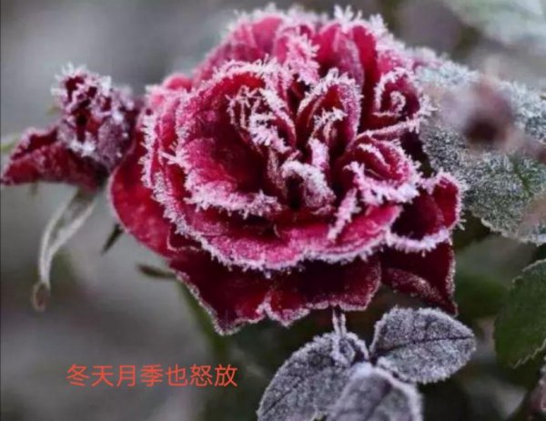 怎么区分月季和玫瑰