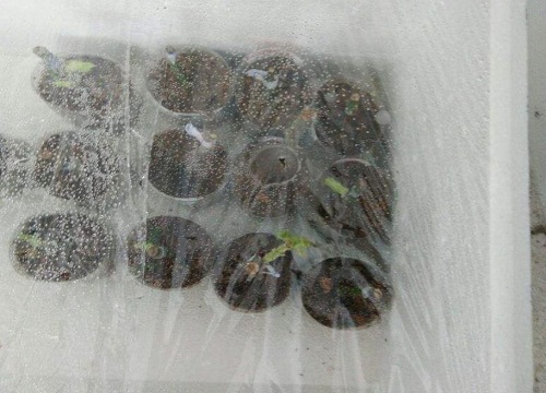 植物是怎么过冬的方法