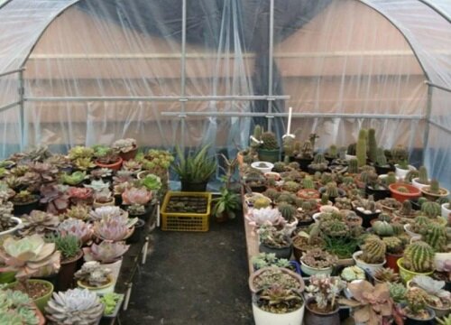 植物是怎么过冬的方法