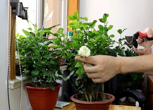 虎头茉莉几月份发芽