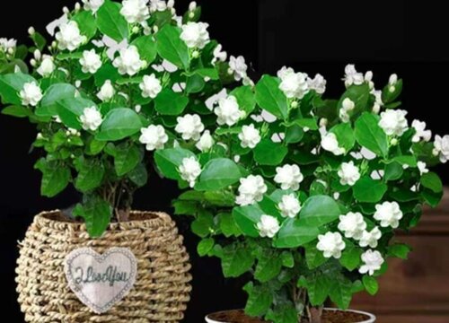 虎头茉莉几月份发芽