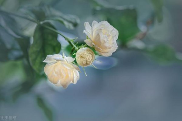 虎头茉莉几月份发芽