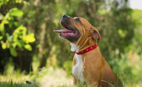 猛犬品种大全图片