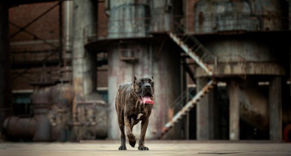 猛犬品种大全图片