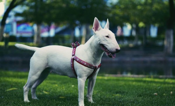 猛犬品种大全图片