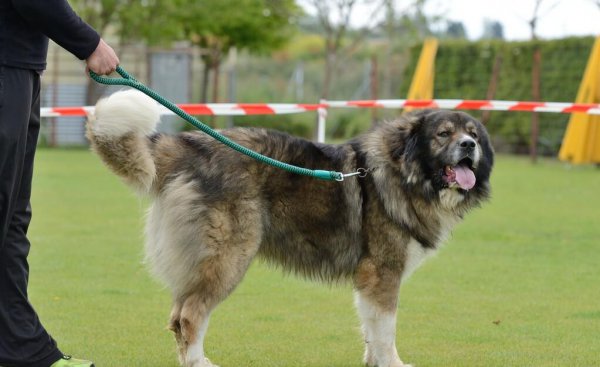 猛犬品种大全图片