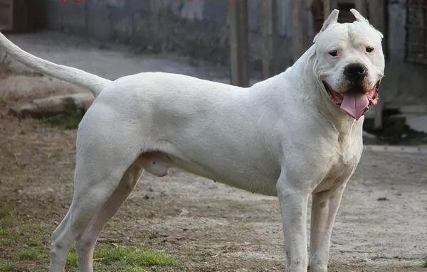 猛犬品种大全图片