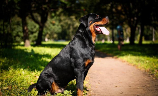 猛犬品种大全图片
