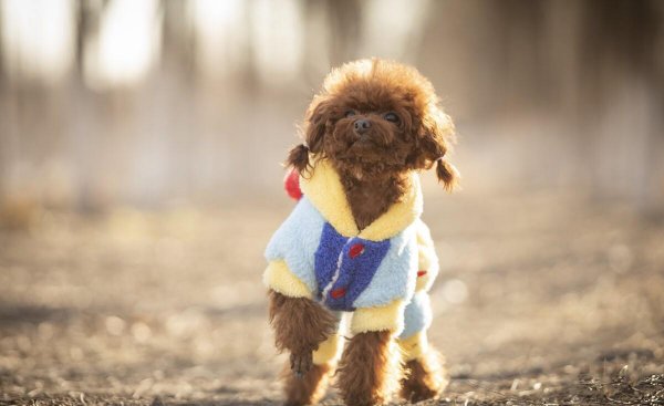 猛犬品种大全图片