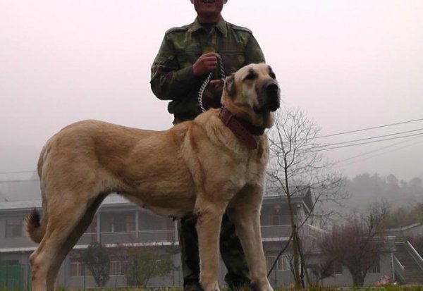 猛犬品种大全图片