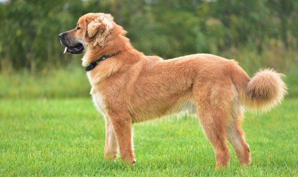 猛犬品种大全图片