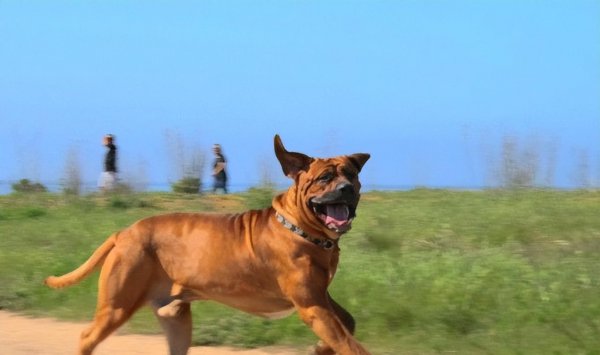 猛犬品种大全图片