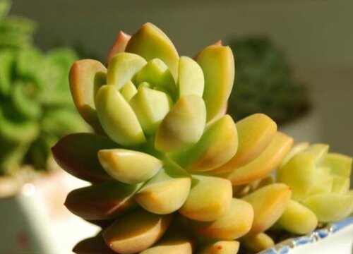 黄丽掉叶子怎么办