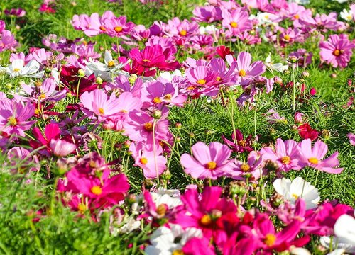 格桑花怎么种植方法