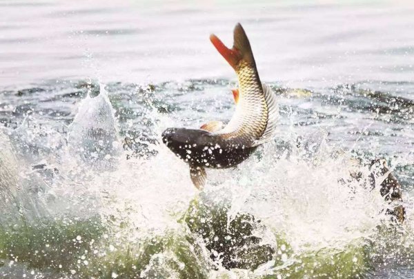 黄河水变清是真的吗