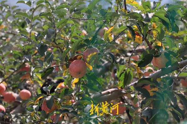 黄河水变清是真的吗