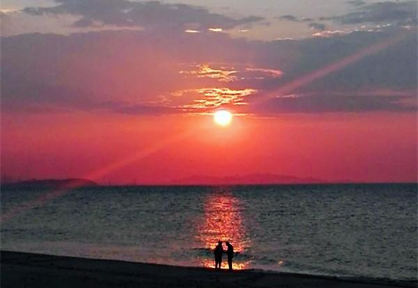 海星是肉食动物吗
